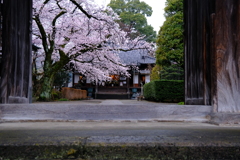 雨の日曜と桜　４