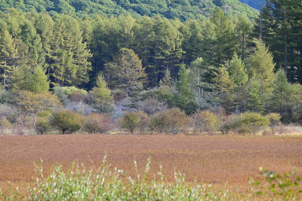 小田代庭園