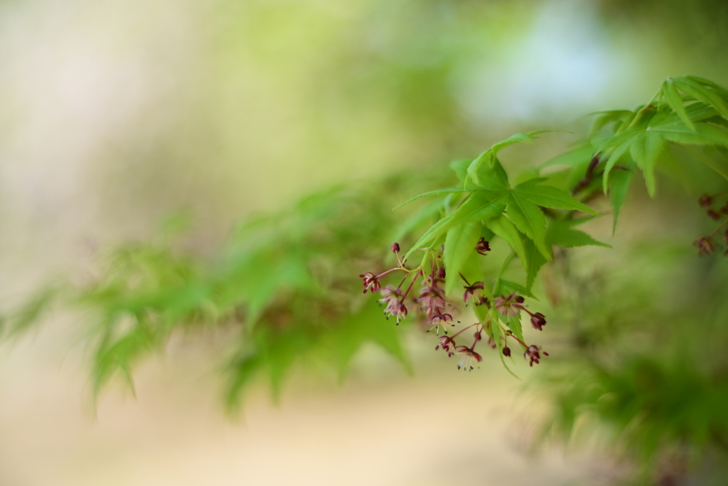 モミジの花