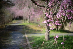 春の風景　Ⅰ　参道