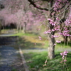 春の風景　Ⅰ　参道