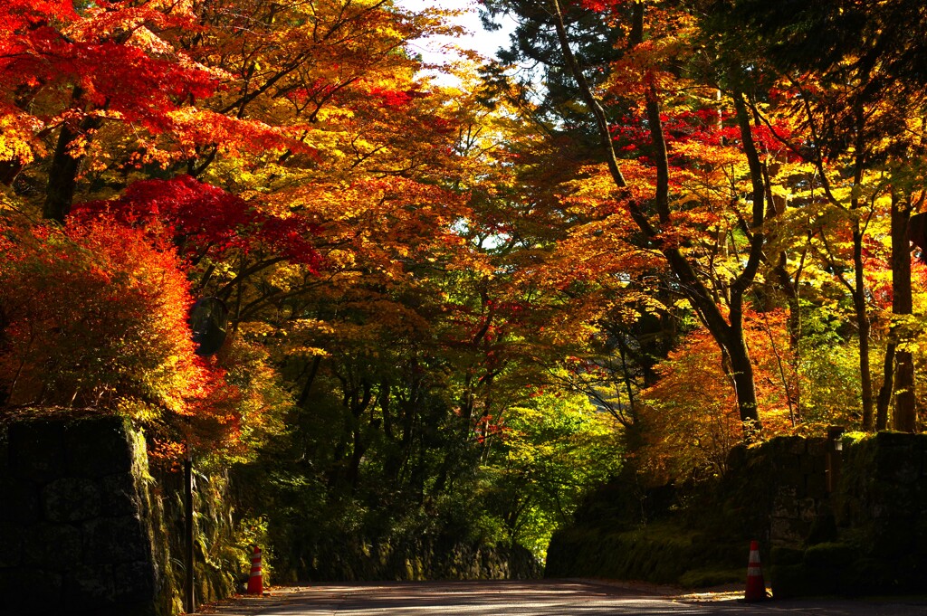 坂の紅葉