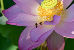 蓮と蜜蜂