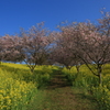 菜の花の小径
