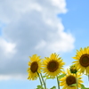 summer
