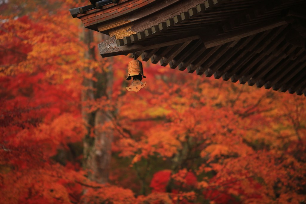 永源寺の紅葉　Ⅱ