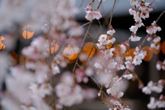 天平の丘　しだれ桜Ⅱ