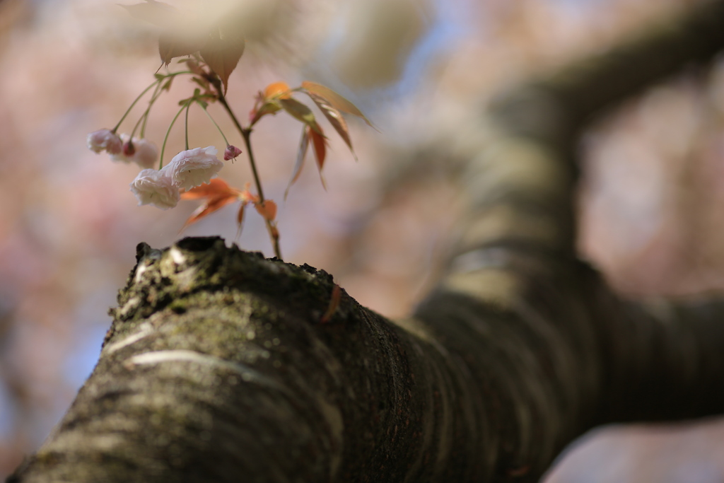 八重桜の季節