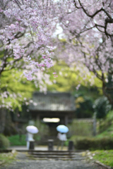 仏生寺しだれ桜　③
