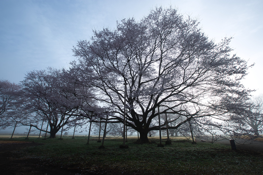 霞む下野淡墨桜