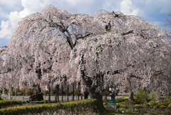 長福寺しだれ桜