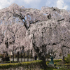 長福寺しだれ桜