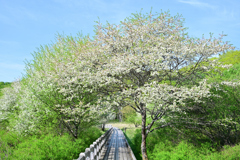 初夏を迎える奥日光