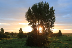 太陽とカメラマンの木