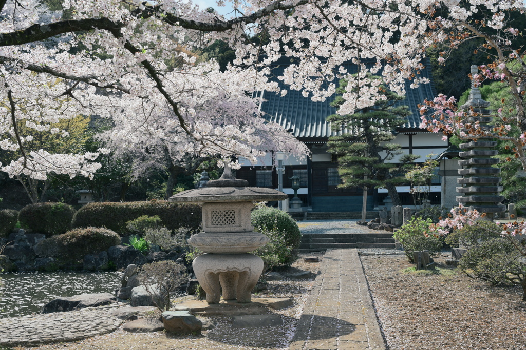 実相寺の桜