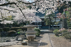 実相寺の桜