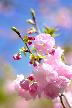 八重桜