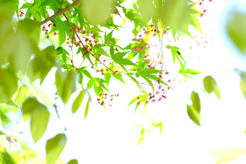 青もみじ