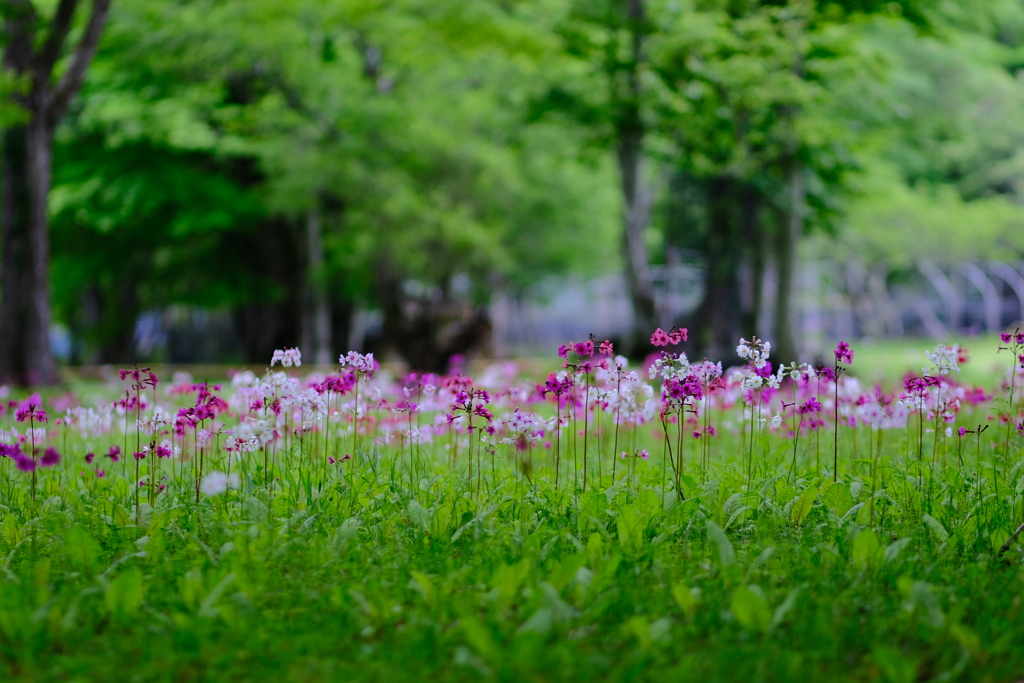 クリンソウの花が咲く