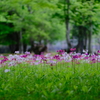 クリンソウの花が咲く