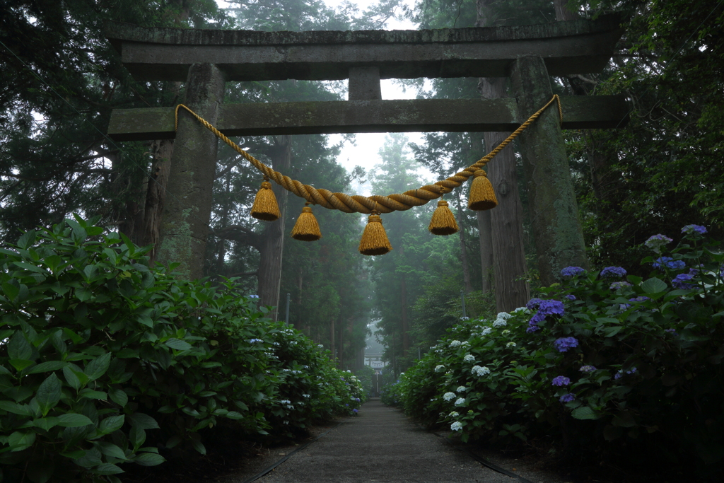 朝靄のあじさい神社