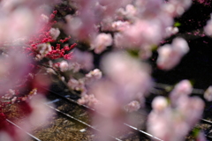 花桃の駅　神戸