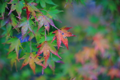 朝露のモミジ