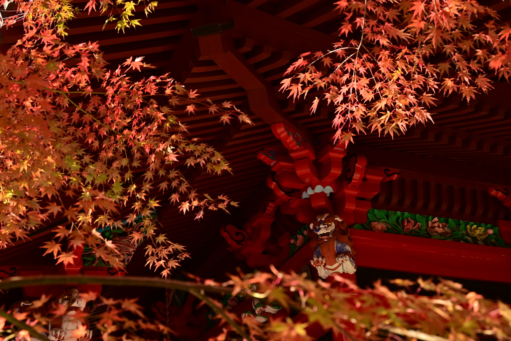 紅葉の円通寺　2