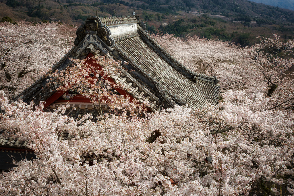 雲海桜