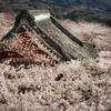 雲海桜