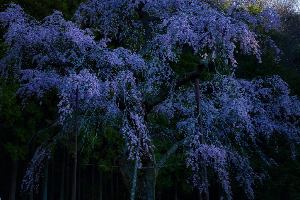 龍興寺のしだれ桜