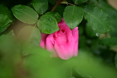 春薔薇