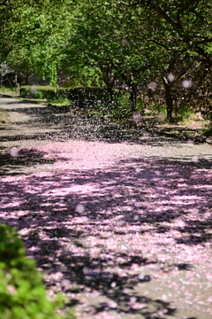 舞い上がる花びら