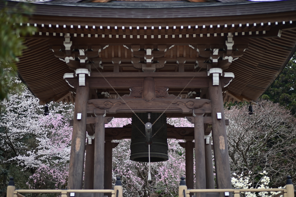 実相寺の桜　Ⅱ