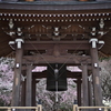実相寺の桜　Ⅱ