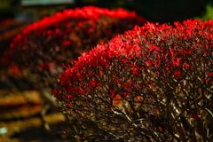 晩秋の紅