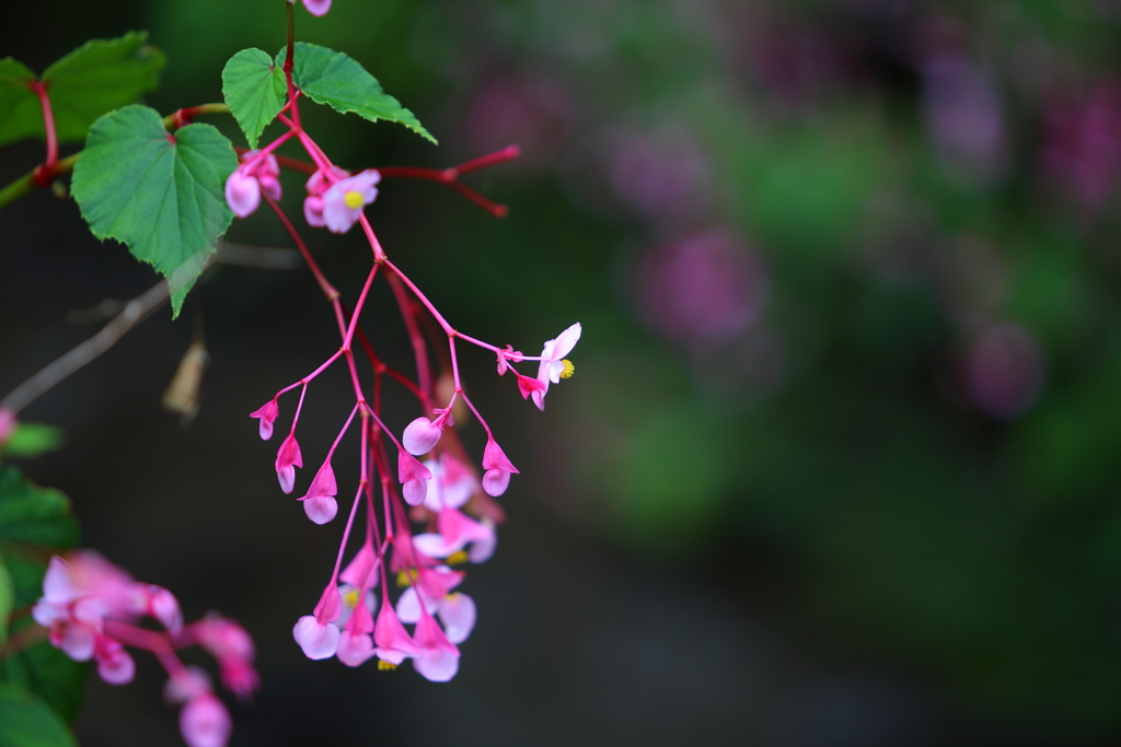 秋海棠の花　12