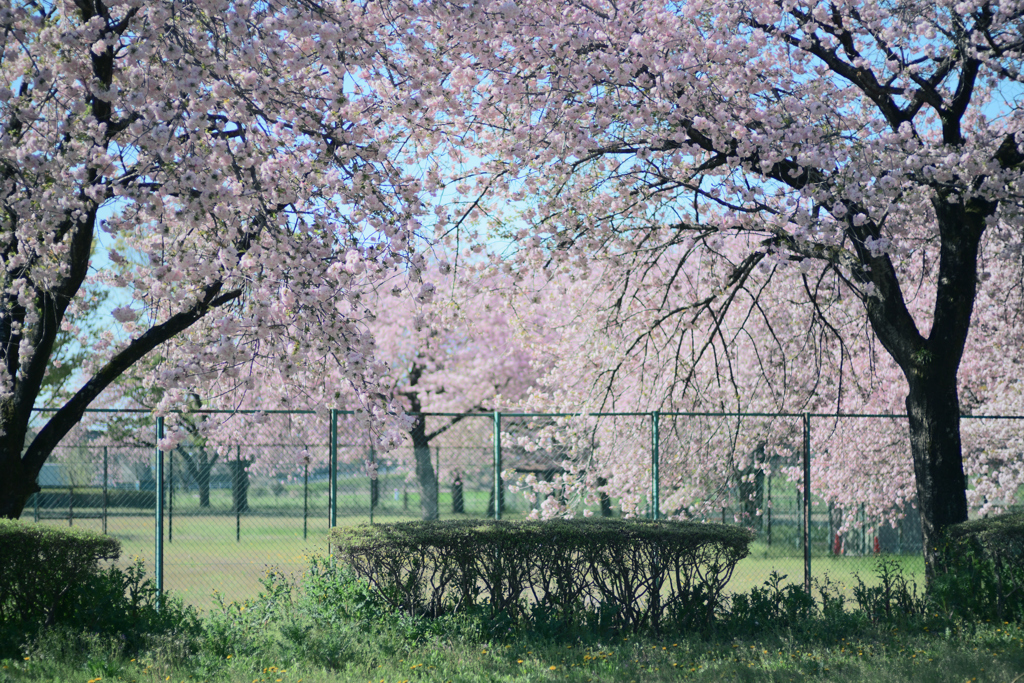 八重桜満開
