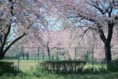 八重桜満開