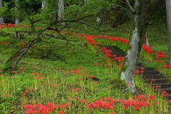 秋雨に咲く彼岸花