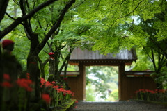 秋雨の参道