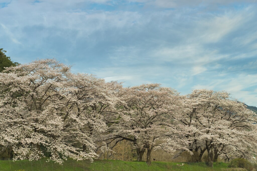 桜　２