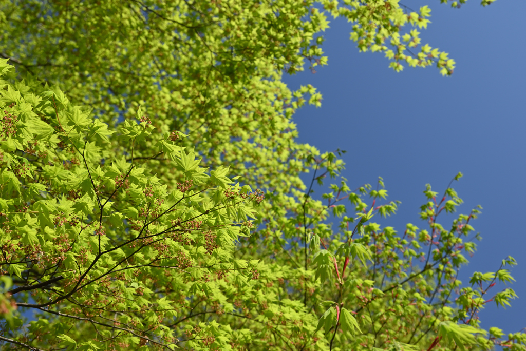 新緑の季節　③