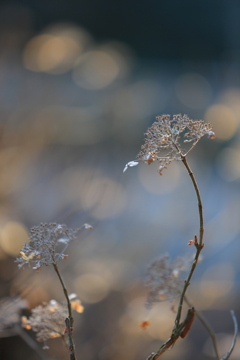 枯れあじさい