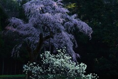 白木蓮と枝垂桜