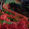 彼岸花群生　ⅷ