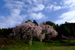 しだれ桜の咲くお寺　５