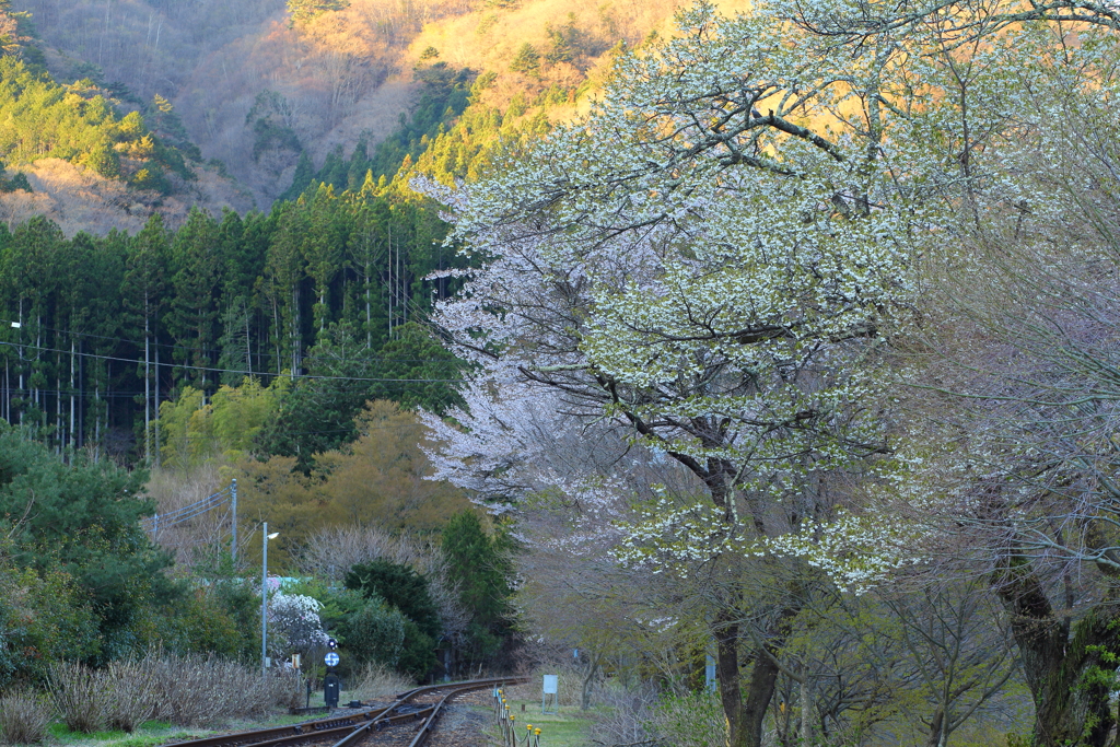 線路沿いに咲く