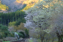 線路沿いに咲く
