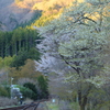 線路沿いに咲く